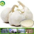 Natural fresh garlic extract GMP factory fresh garlic powder